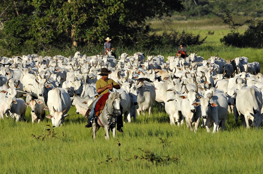 Feature: What Nigeria’s Cattle Ranching Policy should look like