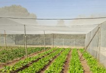 South Africans aren’t underfed. They’re undernourished.