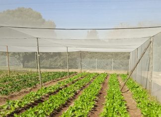 South Africans aren’t underfed. They’re undernourished.