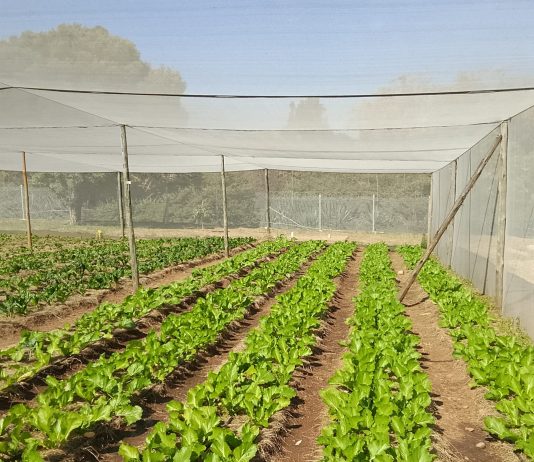 South Africans aren’t underfed. They’re undernourished.